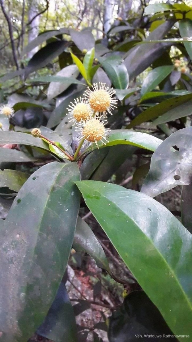 Diyaminauclea zeylanica (Hook.f.) Ridsdale